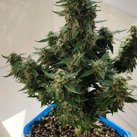 Auto Afghani growlog timeline photo