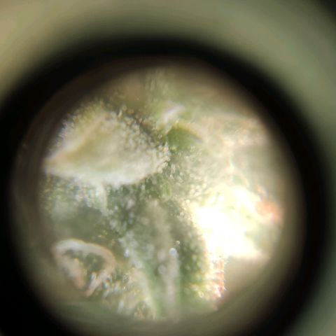 Auto Afghani growlog timeline photo