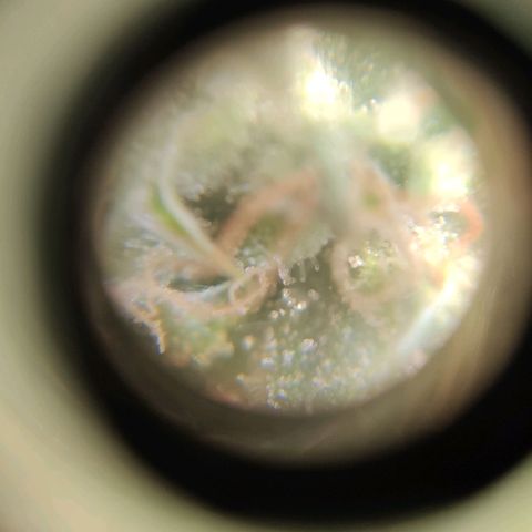 Auto Afghani growlog timeline photo