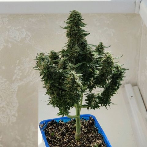 Auto Afghani growlog timeline photo