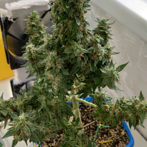 Auto Afghani growlog timeline photo