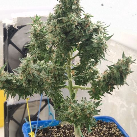 Auto Afghani growlog timeline photo