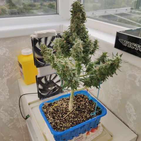 Auto Afghani growlog timeline photo