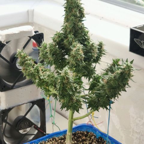 Auto Afghani growlog timeline photo