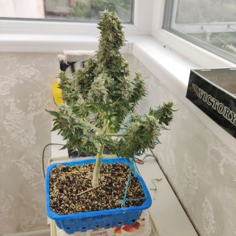 Auto Afghani growlog timeline photo