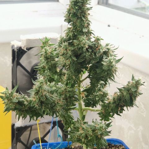 Auto Afghani growlog timeline photo