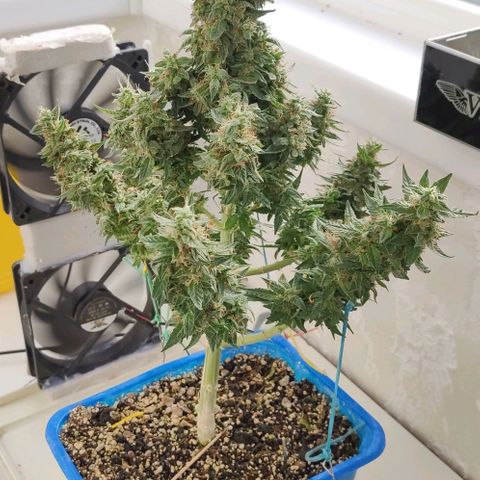 Auto Afghani growlog timeline photo
