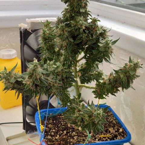 Auto Afghani growlog timeline photo