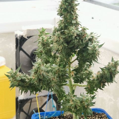 Auto Afghani growlog timeline photo