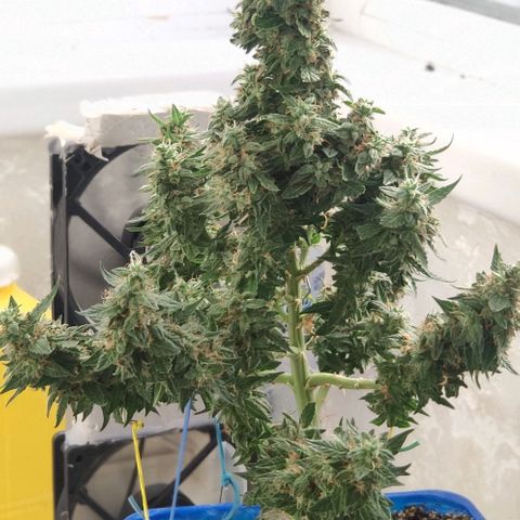 Auto Afghani growlog timeline photo