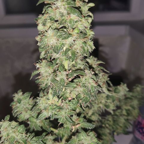 Auto Afghani growlog timeline photo