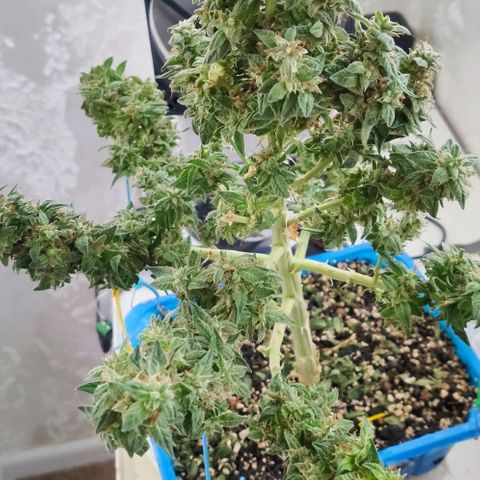 Auto Afghani growlog timeline photo