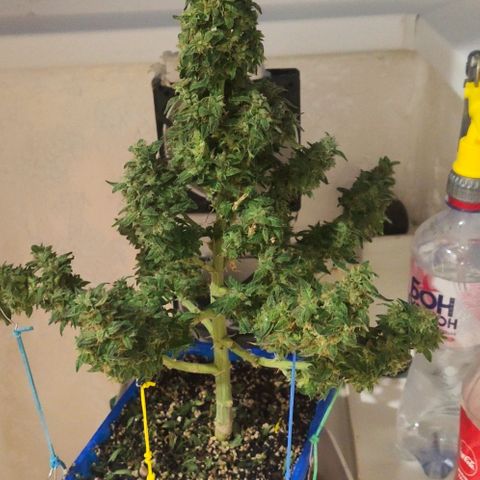 Auto Afghani growlog timeline photo