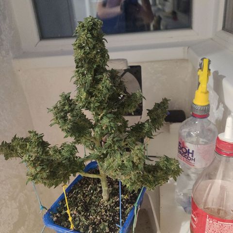 Auto Afghani growlog timeline photo