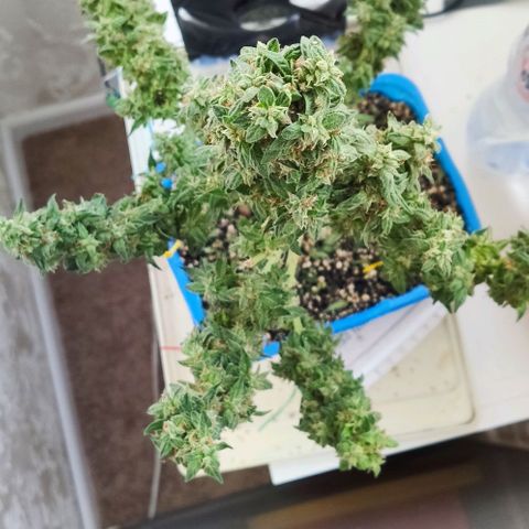 Auto Afghani growlog timeline photo