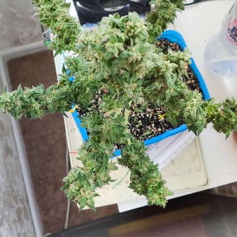 Auto Afghani growlog timeline photo