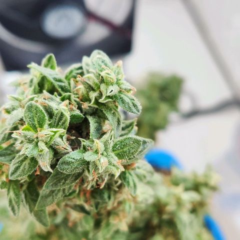 Auto Afghani growlog timeline photo