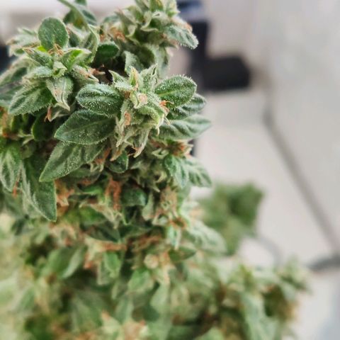 Auto Afghani growlog timeline photo