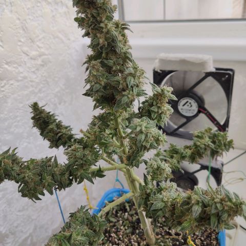Auto Afghani growlog timeline photo