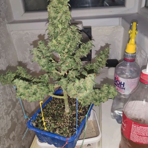 Auto Afghani growlog timeline photo