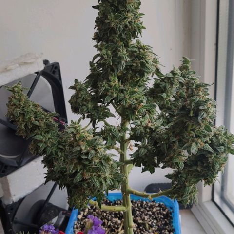 Auto Afghani growlog timeline photo