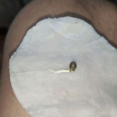 Auto Dutch Driver Feminised  growlog timeline photo