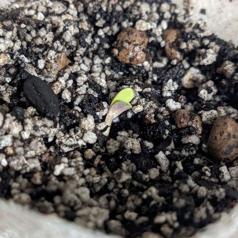 Auto Dutch Driver Feminised  growlog timeline photo