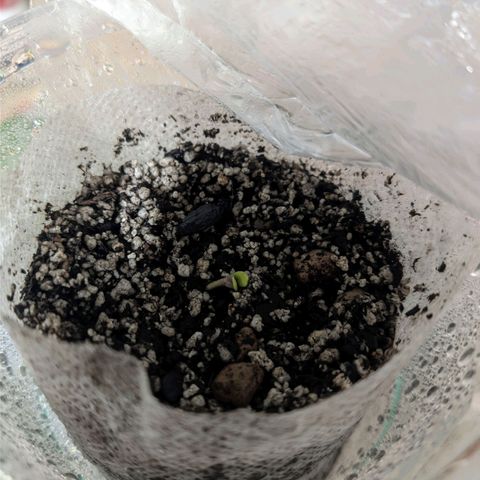 Auto Dutch Driver Feminised  growlog timeline photo