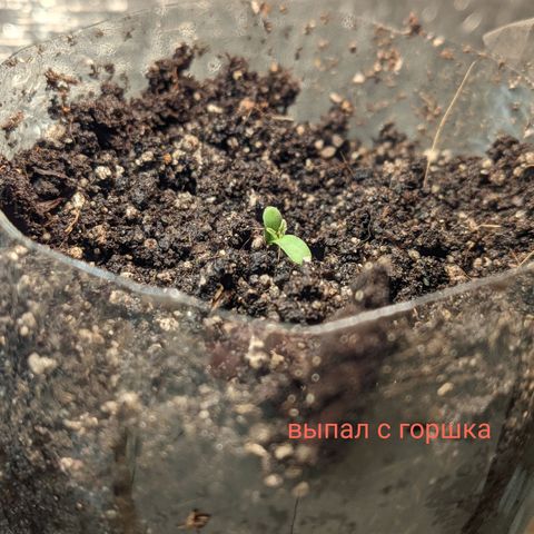 Auto Dutch Driver Feminised  growlog timeline photo