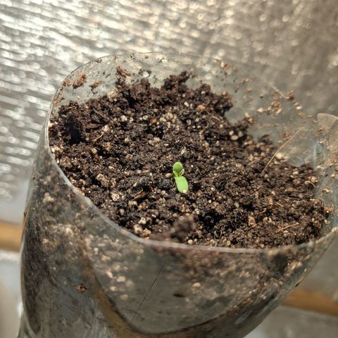 Auto Dutch Driver Feminised  growlog timeline photo