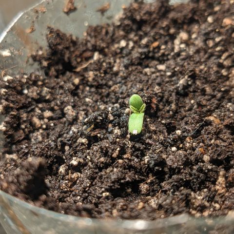 Auto Dutch Driver Feminised  growlog timeline photo
