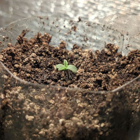 Auto Dutch Driver Feminised  growlog timeline photo