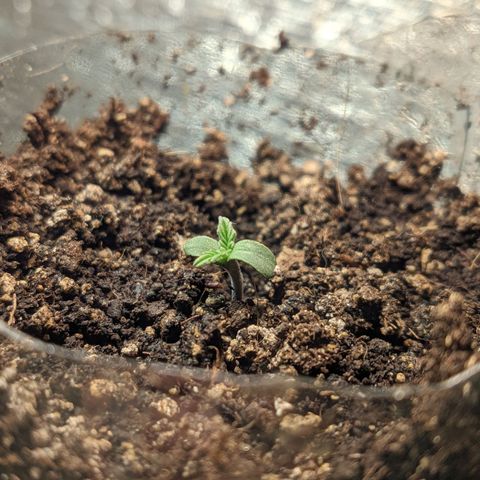 Auto Dutch Driver Feminised  growlog timeline photo