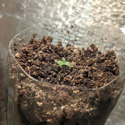 Auto Dutch Driver Feminised  growlog timeline photo