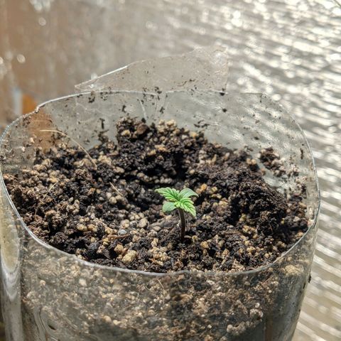 Auto Dutch Driver Feminised  growlog timeline photo