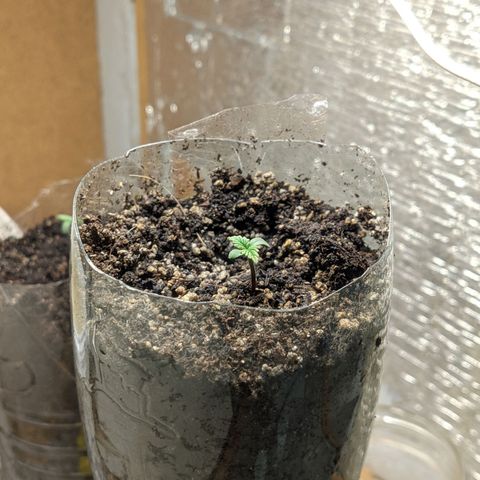 Auto Dutch Driver Feminised  growlog timeline photo