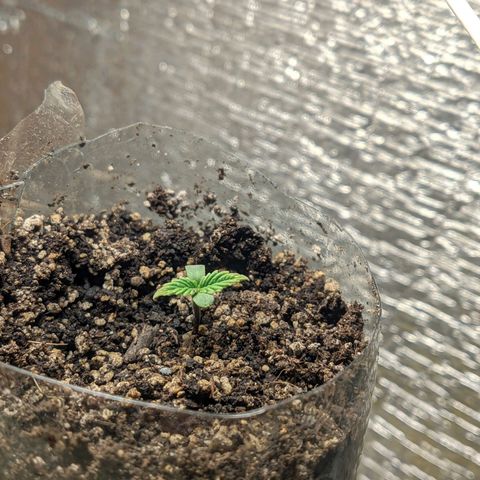 Auto Dutch Driver Feminised  growlog timeline photo