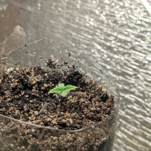 Auto Dutch Driver Feminised  growlog timeline photo