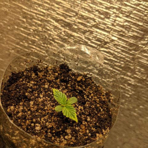Auto Dutch Driver Feminised  growlog timeline photo