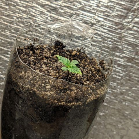 Auto Dutch Driver Feminised  growlog timeline photo