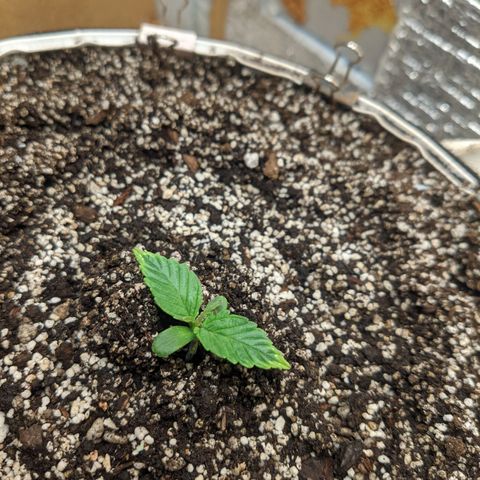 Auto Dutch Driver Feminised  growlog timeline photo