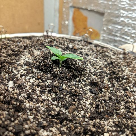 Auto Dutch Driver Feminised  growlog timeline photo
