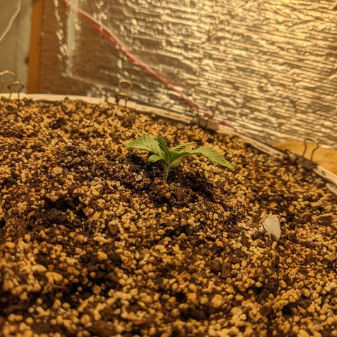 Auto Dutch Driver Feminised  growlog timeline photo