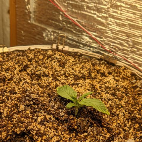 Auto Dutch Driver Feminised  growlog timeline photo