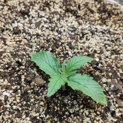 Auto Dutch Driver Feminised  growlog timeline photo