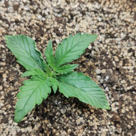 Auto Dutch Driver Feminised  growlog timeline photo