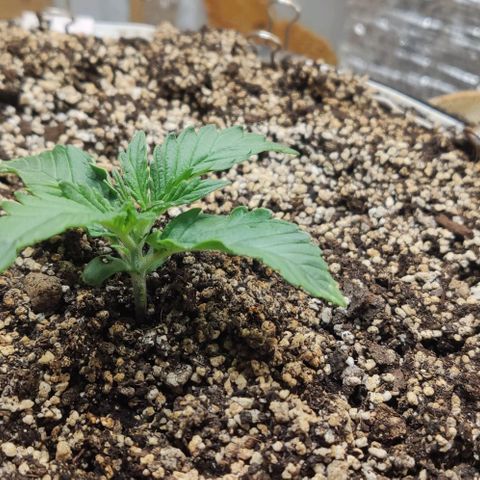 Auto Dutch Driver Feminised  growlog timeline photo