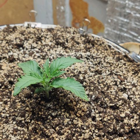 Auto Dutch Driver Feminised  growlog timeline photo