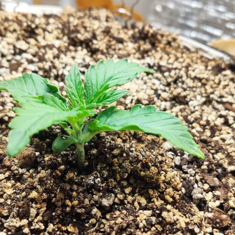 Auto Dutch Driver Feminised  growlog timeline photo