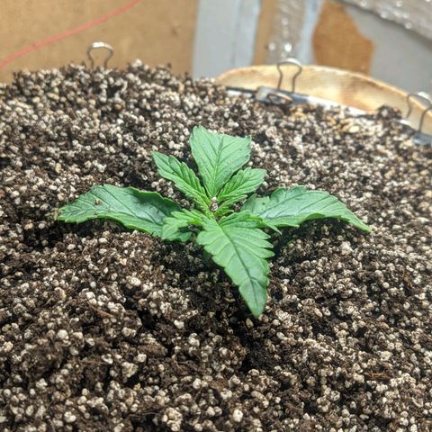 Auto Dutch Driver Feminised  growlog timeline photo